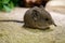 The round-eared elephant shrew, Macroscelides proboscideus