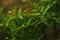 Round flowers of Cephalantus occidentalis on a blurry green natural background