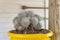 Round fluffy cacti in pots close . Fluffy cactus with a yellow pot