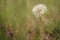 Round fluffy dandelion flower grow in spring garden, side view