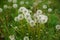 Round fluffy dandelion flowers grow in spring gren garden