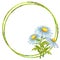 Round frame copy space, delicate chamomile flowers with leaves, hand-painted, watercolor