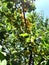 Round fruit on the tree. Juicy apricot in the garden