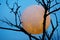 Round full moon in tree branches on evening sky background  Lunar model, moon-shaped lamp with moon craters