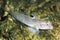 Round goby Neogobius melanostomus underwater