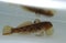 Round goby (Neogobius melanostomus) in the water