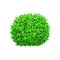Round green bush on a white isolated background. Decorative shrub for the design of a park, garden or green fence.
