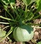 Round Green Courgette 1