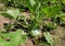 Round Green Courgette