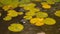 Round green water lily leaves on a pond during sunset