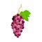 Round Hanging Berry Cluster of Purple Grape Vector Illustration