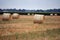 Round Hay Bails in Field