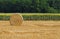 Round hay bale on a freshly cut field. Sunflower plantation and then trees on the background.