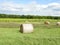 Round hay bales, clover and vineyard grape field