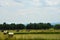 Round Hay Bales in crop field pasture ready for transport