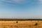 Round hay bales in a field at dusk