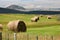 Round hay bales in green pasture of Wyoming