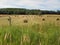 Round hay bales harvested during summer in New York State. These are used primarily for cattle feed in the milk industry