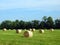 Round hay bales just off the baler in a country field