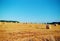 round hay bales in a large field of dry grass