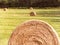 Round hay bales sit in newly cut hay field in FingerLakes NYS