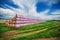 Round haybales during Harvest, Summer Landscape under Blue Sky