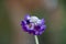 Round-headed Himalayan primrose, Primula capitata, purple flower