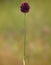 Round-headed leek or purple flowered garlic, Allium rotundum