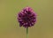 Round-headed leek or purple flowered garlic, Allium rotundum