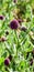 Round-headed leek or purple-flowered garlic or Allium rotundum flower