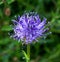 Round headed Rampion