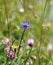 Round headed Rampion