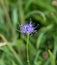 Round headed Rampion