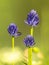 Round-headed rampion (Phyteuma orbiculare) with insect