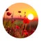 Round icon of nature with poppies on sunrise. Fantastic spring scene of the booming flowers. Photography in a circle