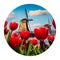 Round icon of nature with titycal Holland landscape. The famous Dutch windmills. Nice view through red tulips on the Netherlands c