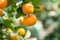 Round kumquat or marumi kuRound kummquat on tree. Marumi kumquat is symbol for wealth and happiness for Vietnamese lunar new year.