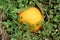 Round large yellow pumpkin surrounded with overgrown dense plants in local urban garden