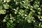 Round leaf chaste tree Vitex rotundifolia Flowers and berries.