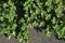 Round leaf chaste tree Vitex rotundifolia Flowers and berries.