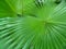 Round-leaf Fountain Palm (Anahaw Leaf)