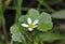 Round-leaved Crowfoot