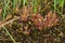 Round-leaved sundew (Drosera rotundifolia)