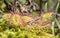 Round-leaved sundew Drosera rotundifolia is a carnivorous plan