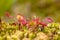 Round leaved sundew green background