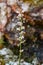 Round-leaved wintergreen Pyrola rotundifolia heather family on natural bokeh background