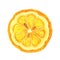 Round lemon slice watercolor illustration. Hand drawn clipart isolated on white background. Half of fresh juicy fruit
