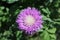 Round lilac flower has pointed petals.