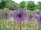 Round lilac flowers