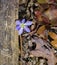 Round-Lobed Hepatica, Anemone americana